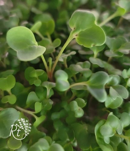 step-by-step guide to growing microgreens